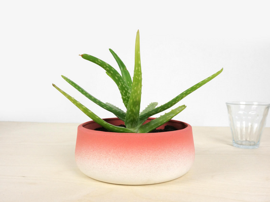 FlowerTop - Low: Handmade Porcelain Flowerpot with Colorful Matte Glaze