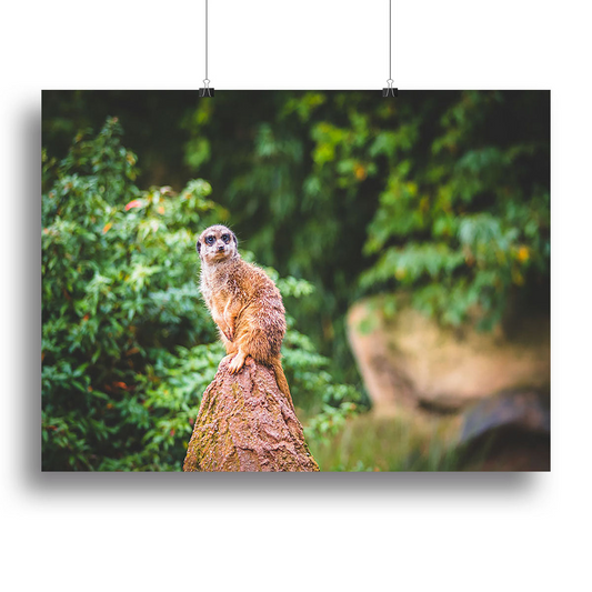 A Meerkats Full Attention Canvas Print or Poster - Stunning Wall Art for Home & Office