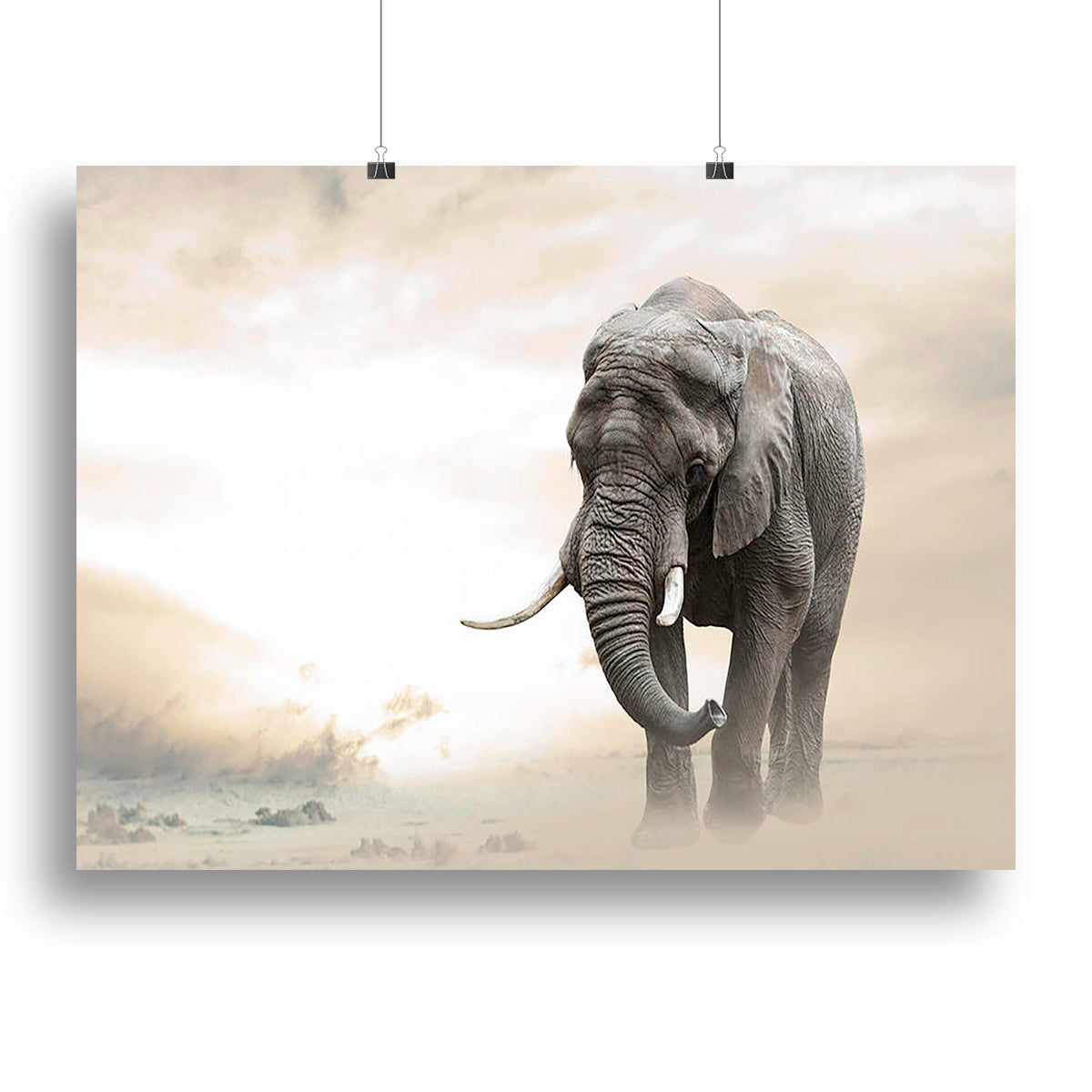 African Elephant Male Walking Alone in Desert at Sunset - Canvas Print or Poster