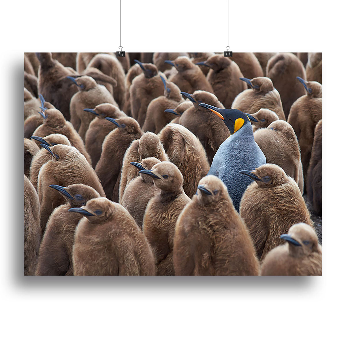 Adult King Penguin Canvas Print or Poster | Stunning Wall Art Decor