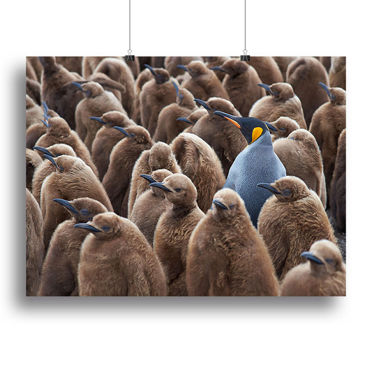 Adult King Penguin Canvas Print or Poster | Stunning Wall Art Decor