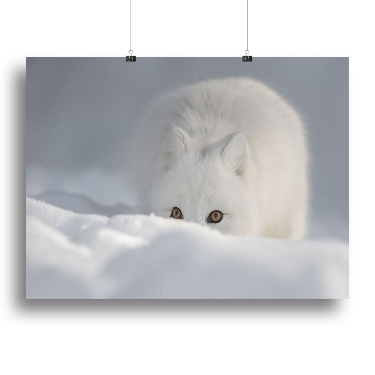 An Arctic Fox Peering Over a Snow Drift | Canvas Print or Poster - High-Quality Wall Art