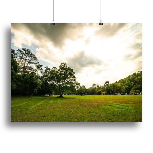 Grass and Bigtree in the Forrest Canvas Print or Poster - Nature Wall Art