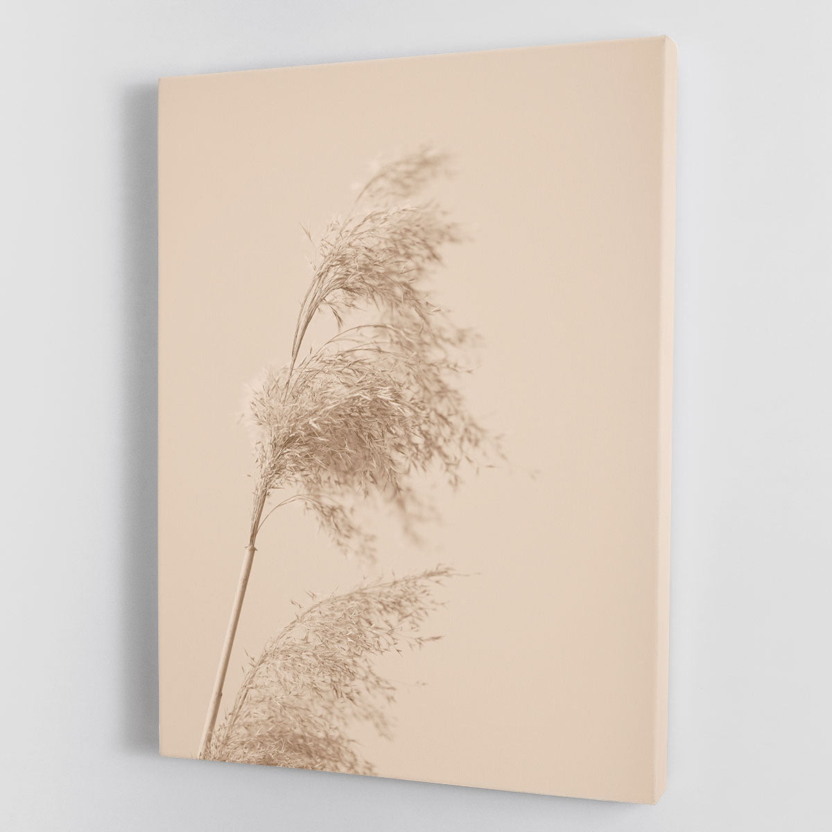 Reed Grass Beige 03 Canvas Print - Elegant Nature-Inspired Wall Art Poster