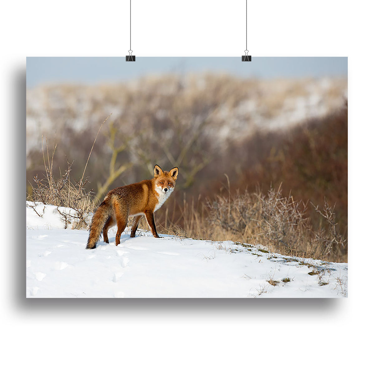 Stunning Red Fox in Winter Landscape | Canvas Print or Poster