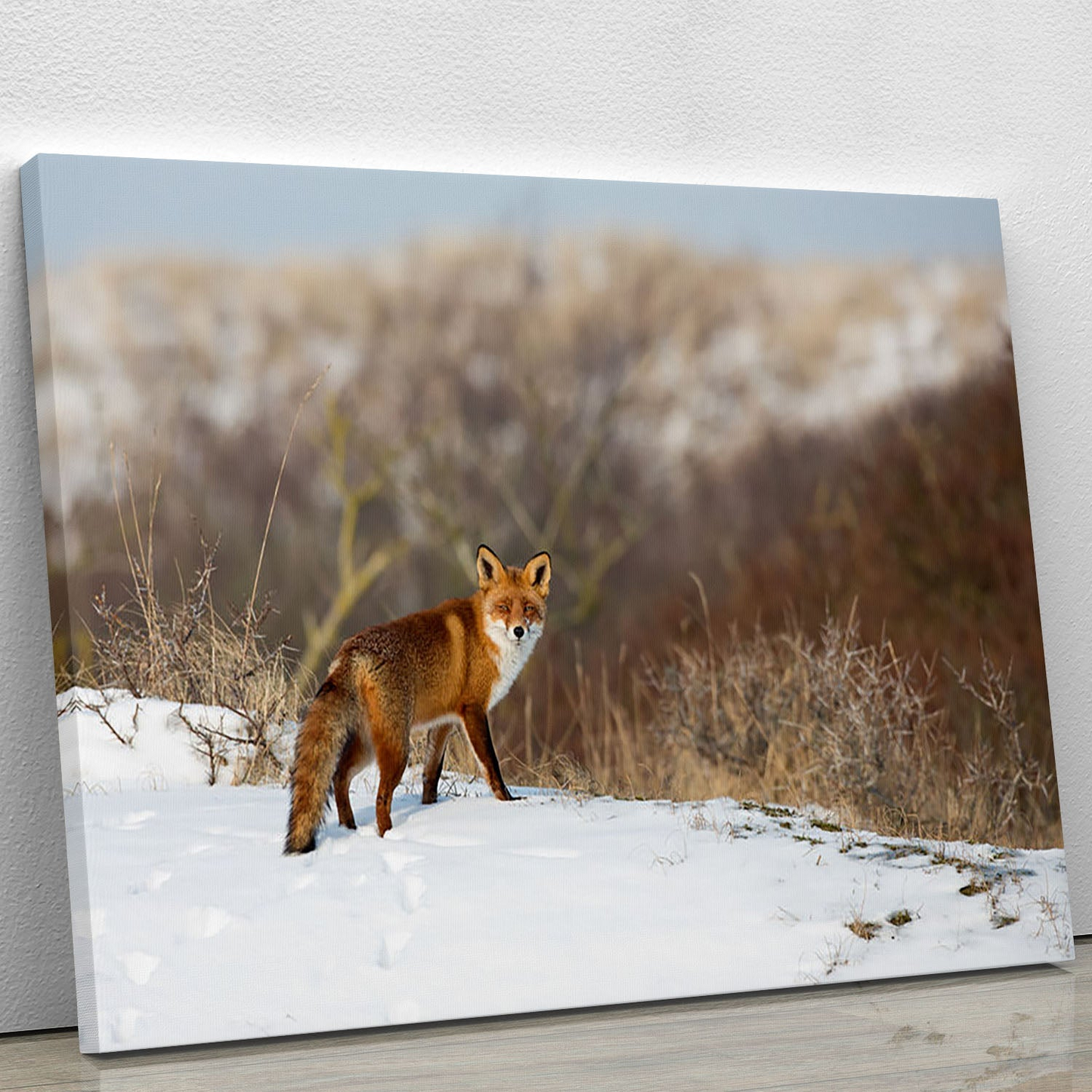 Stunning Red Fox in Winter Landscape | Canvas Print or Poster