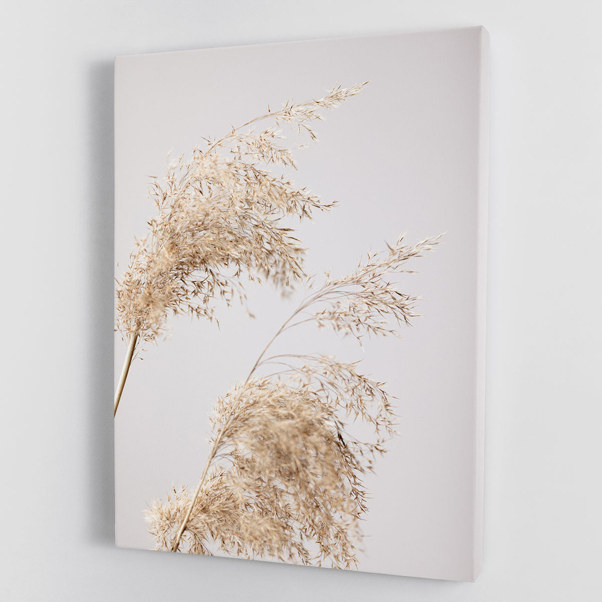 Reed Grass Grey 06 Canvas Print or Poster - Modern Art for Elegant Home Decor