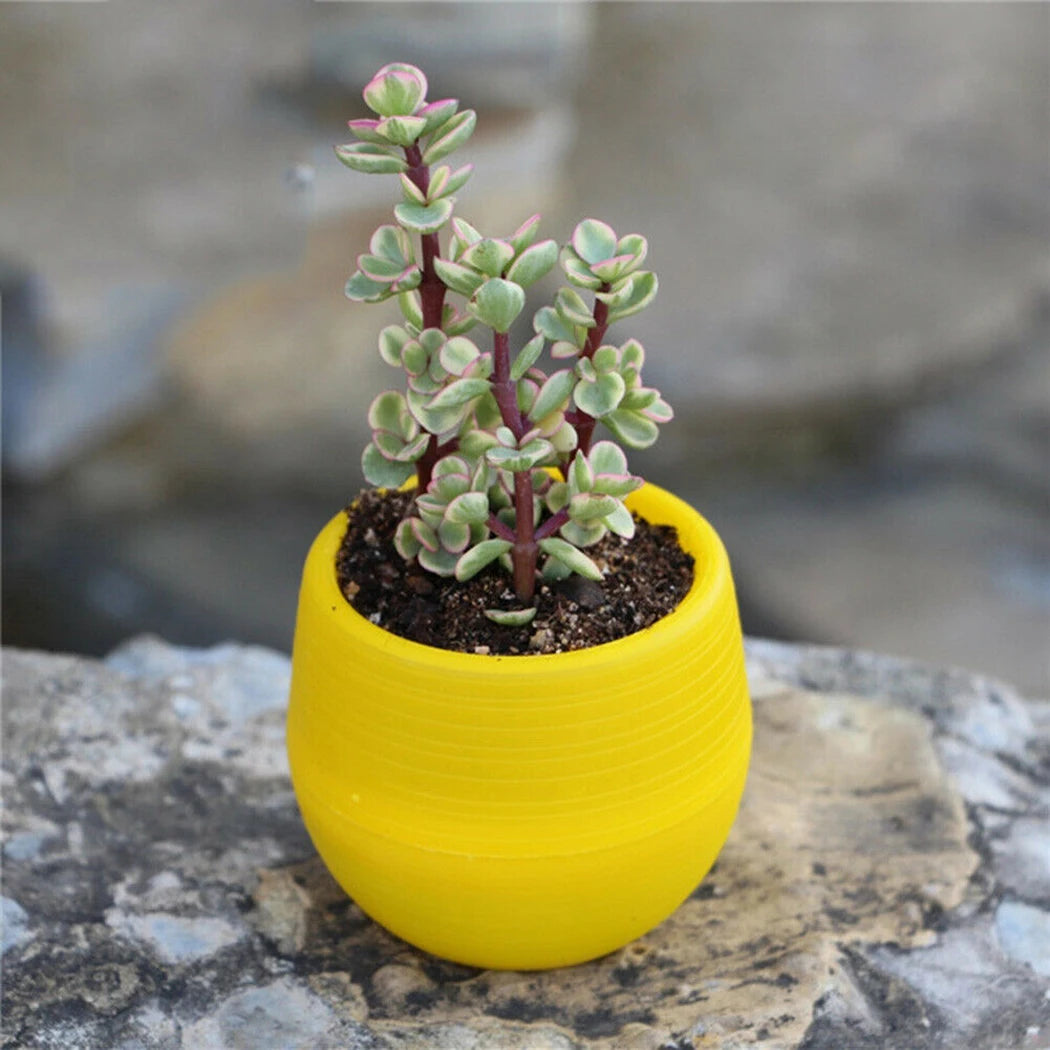 10pcs Mini Plastic Flower Pot Round Succulent Pot Small Flower Plant Planter Colorful Nursery Box Trays Transplant Flower Pots